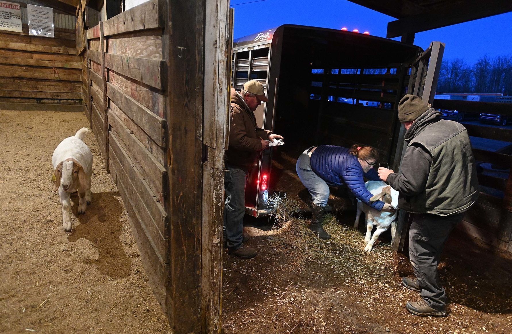 Carlisle Livestock Auction 6.JPG